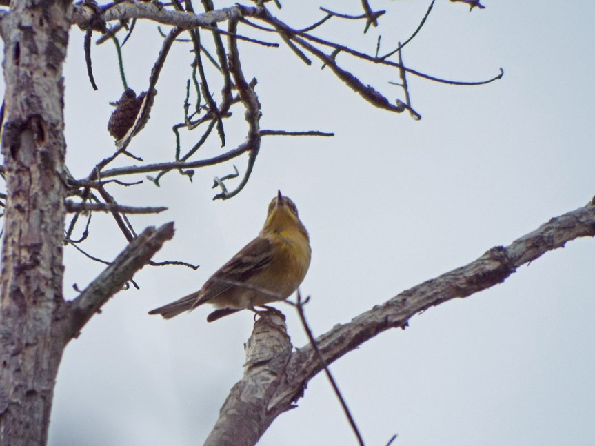 pine-warbler