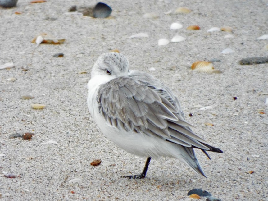 sanderling