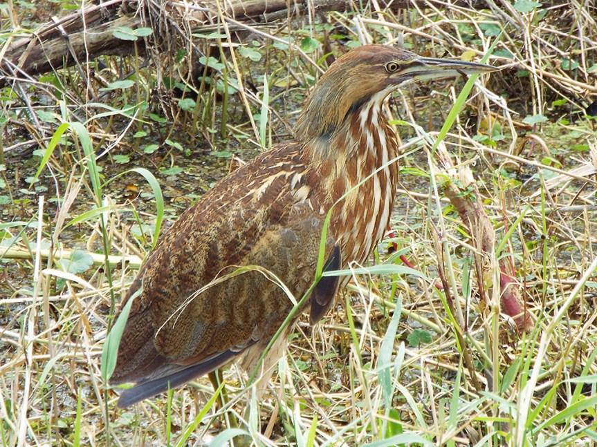 american-bittern