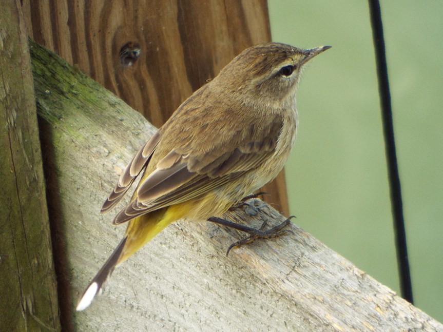 another-palm-warbler