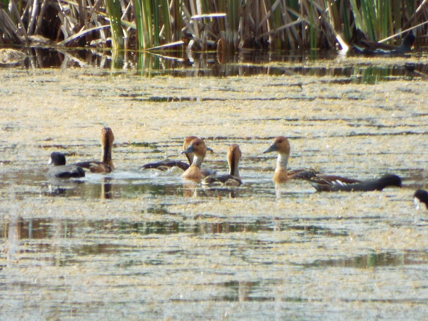 fulvous-whistling-ducks