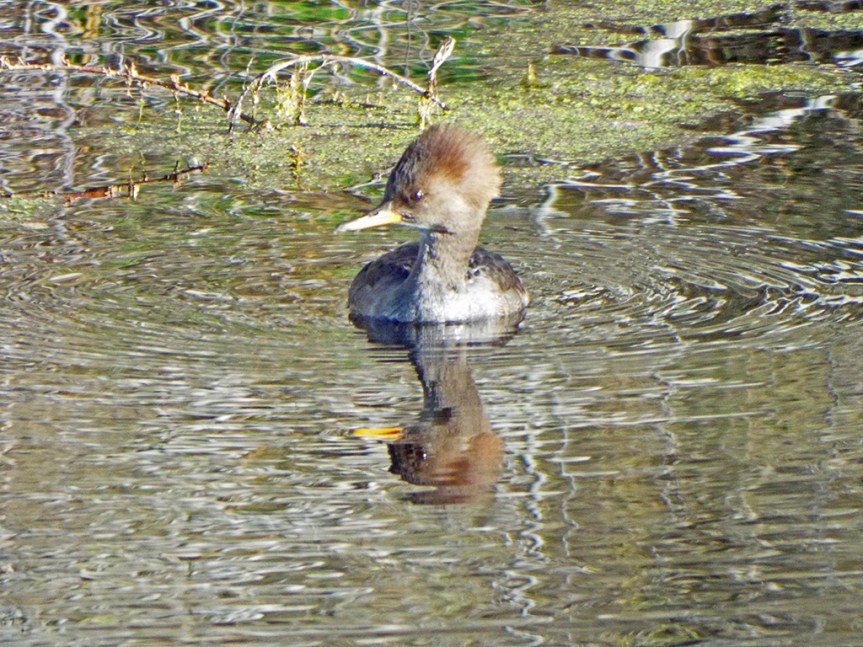 hooded-merganser