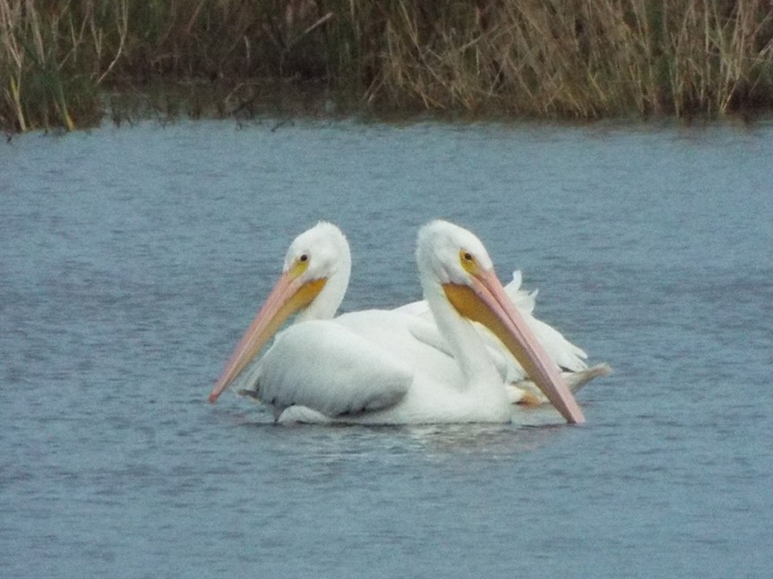 pelicans