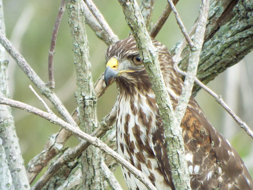 red-shouldered-hawk