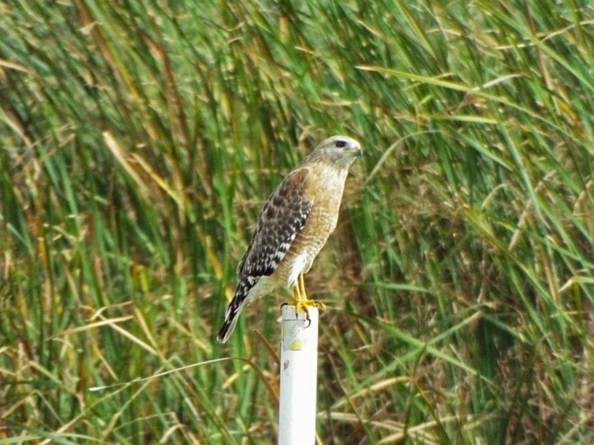 red-shouldered-hawk