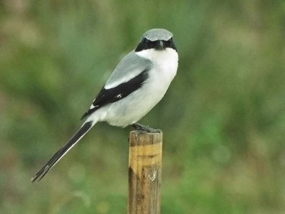 shrike-fellsmere-grade
