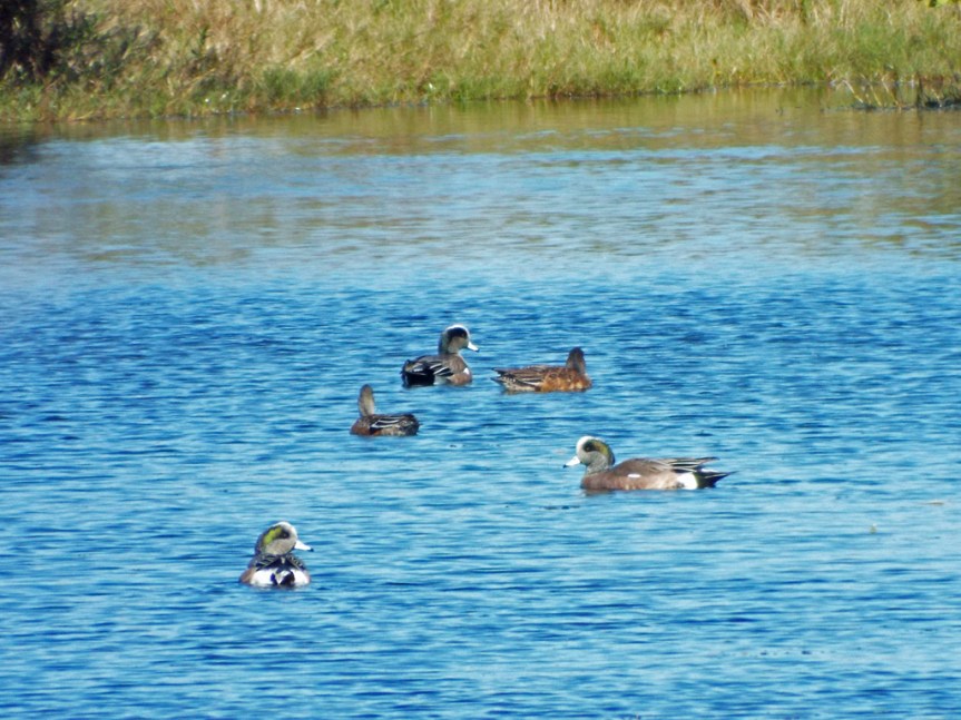 american-wigeons