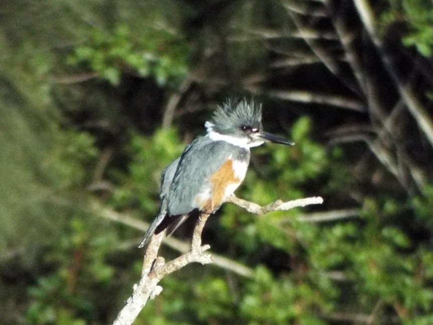 belted-kingfisher