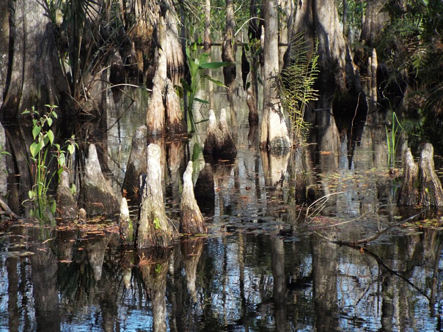 cypress-knees