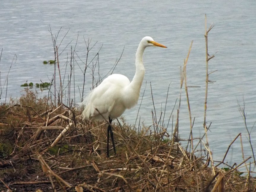great-egret