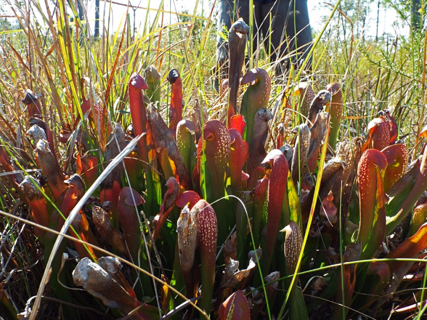 pitcher-plants