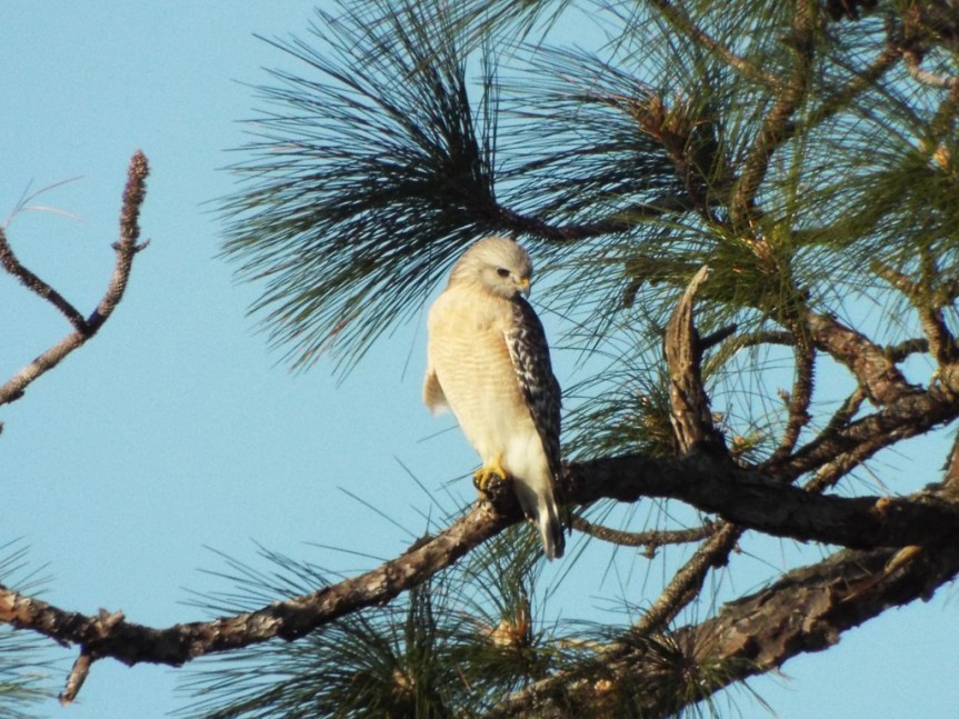 red-shouldered-hawk