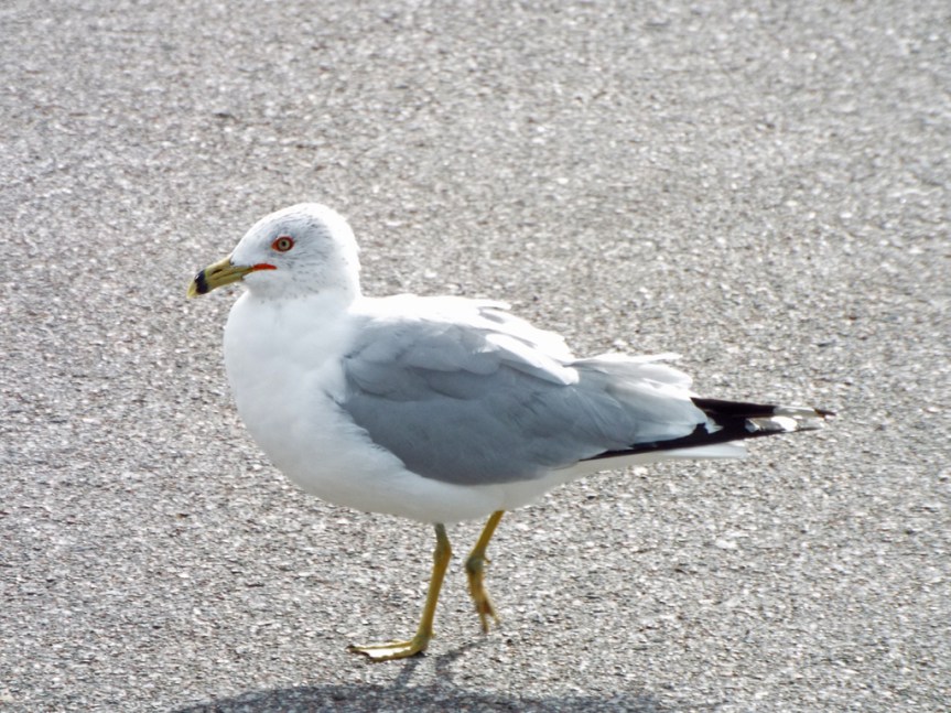 ring-billed-gull