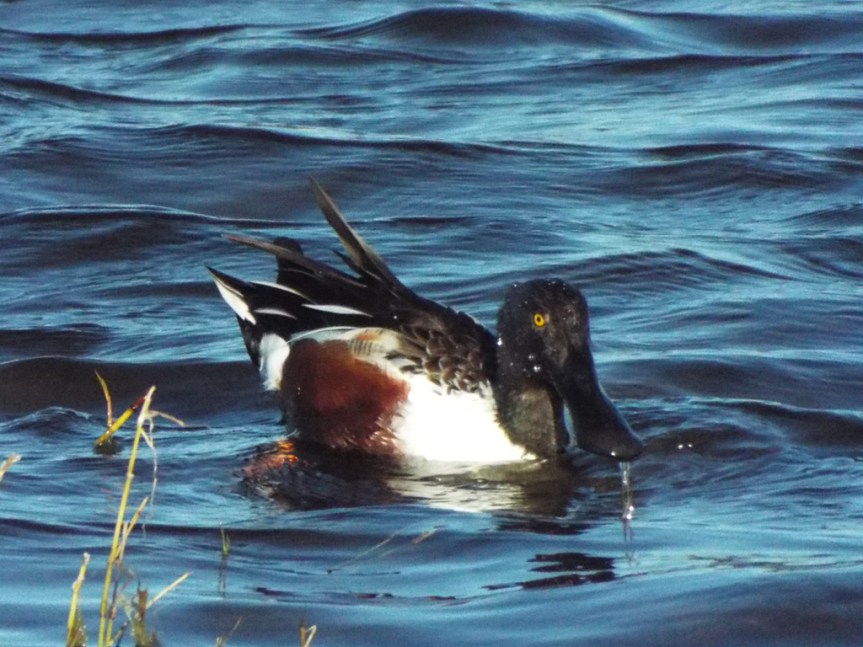shoveler