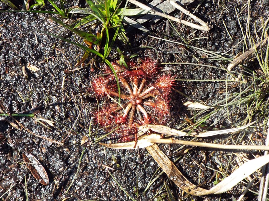 sundew
