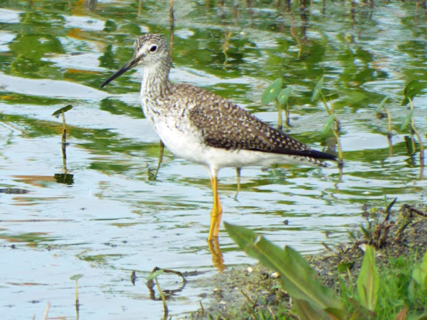 greater-yellowlegs