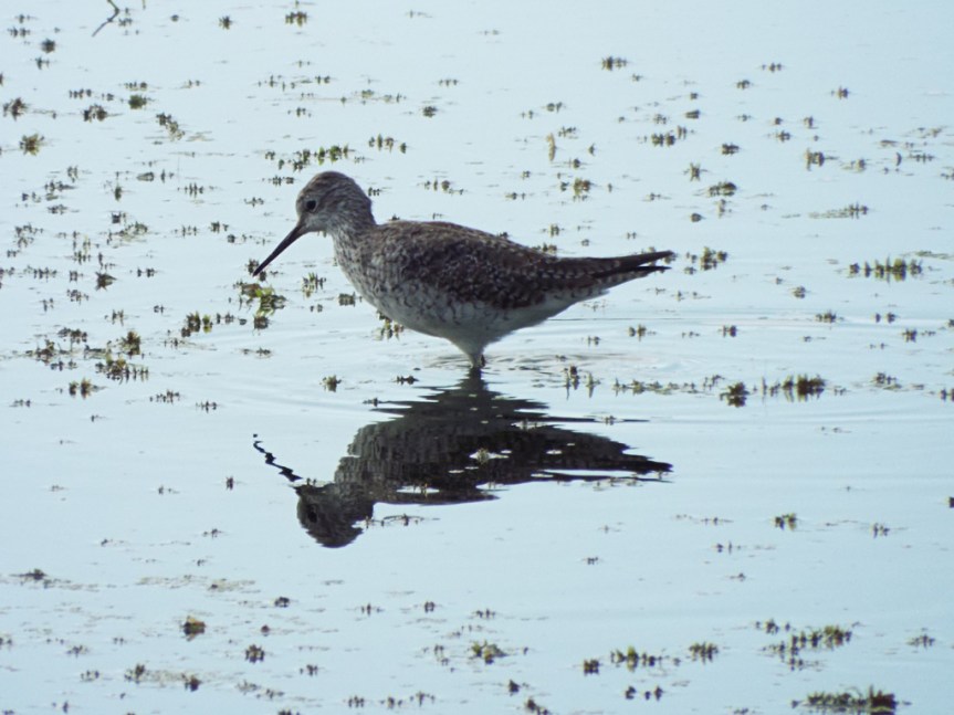 lesser-yellowlegs