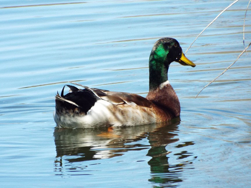 mallard-domestic