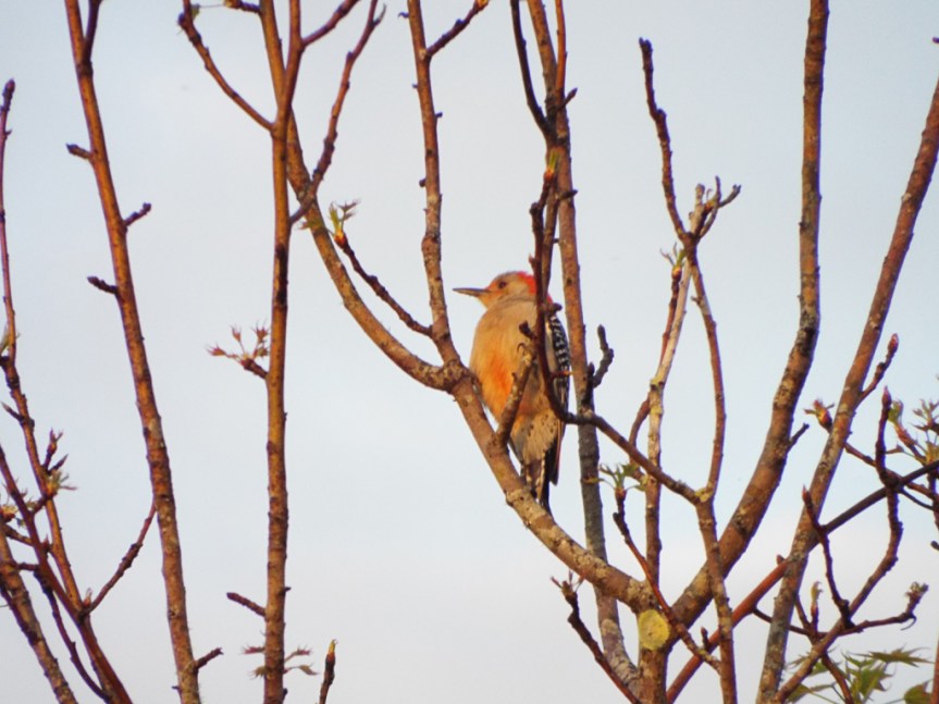 red-bellied-woodpecker