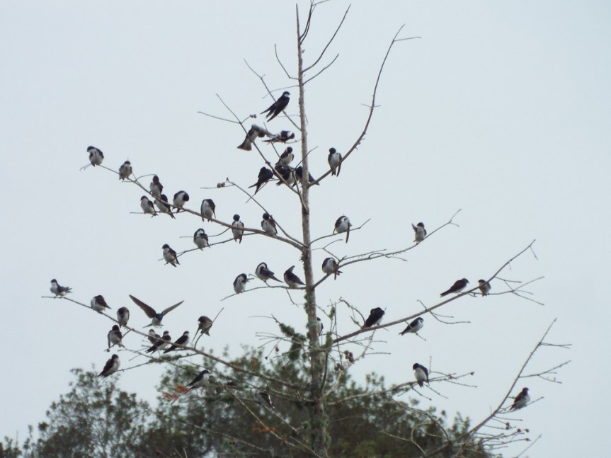 tree-swallows