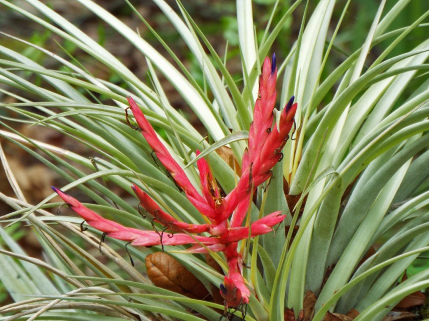 airplant-inflorescense