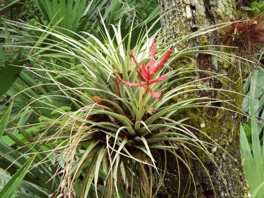 airplant