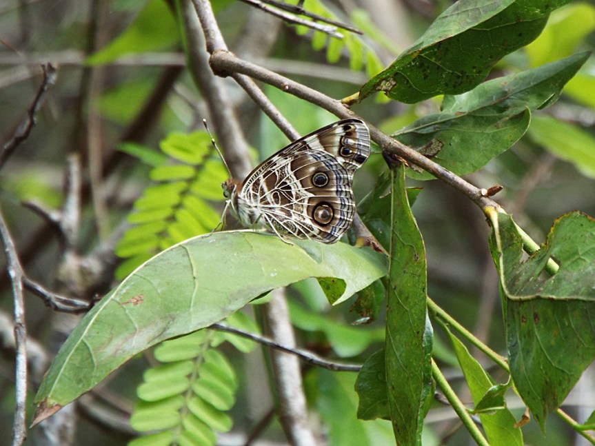 american-painted-lady