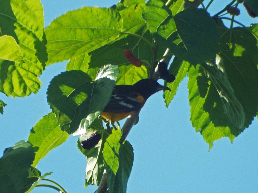 baltimore-oriole