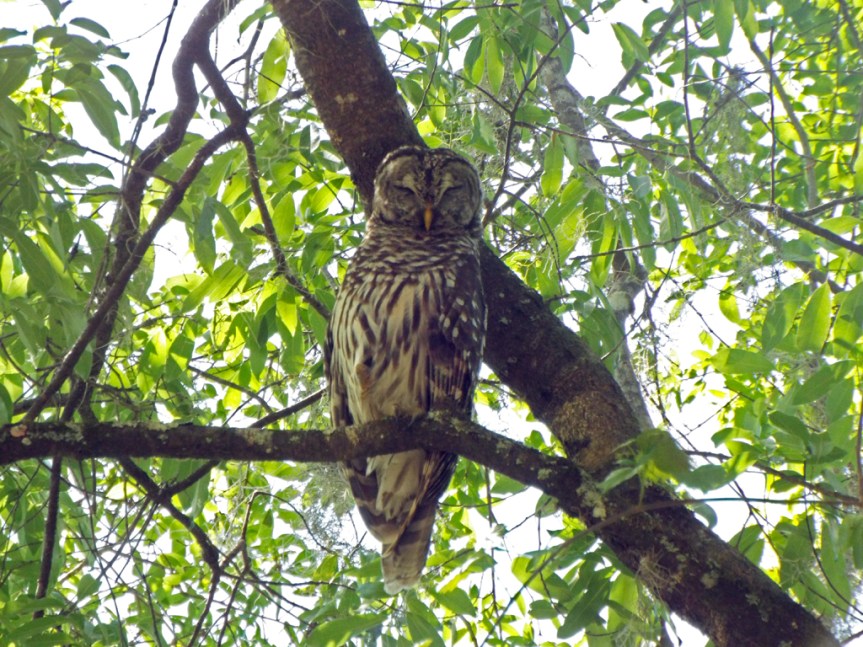 barred-owl