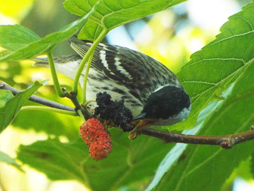 blackpoll-warbler