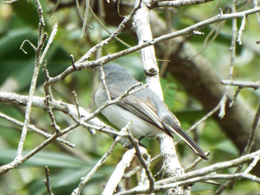 blue-gray-gnatcatcher