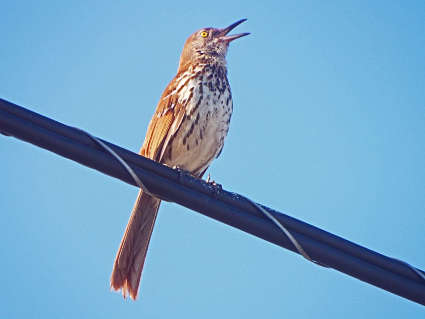 brown-thrasher
