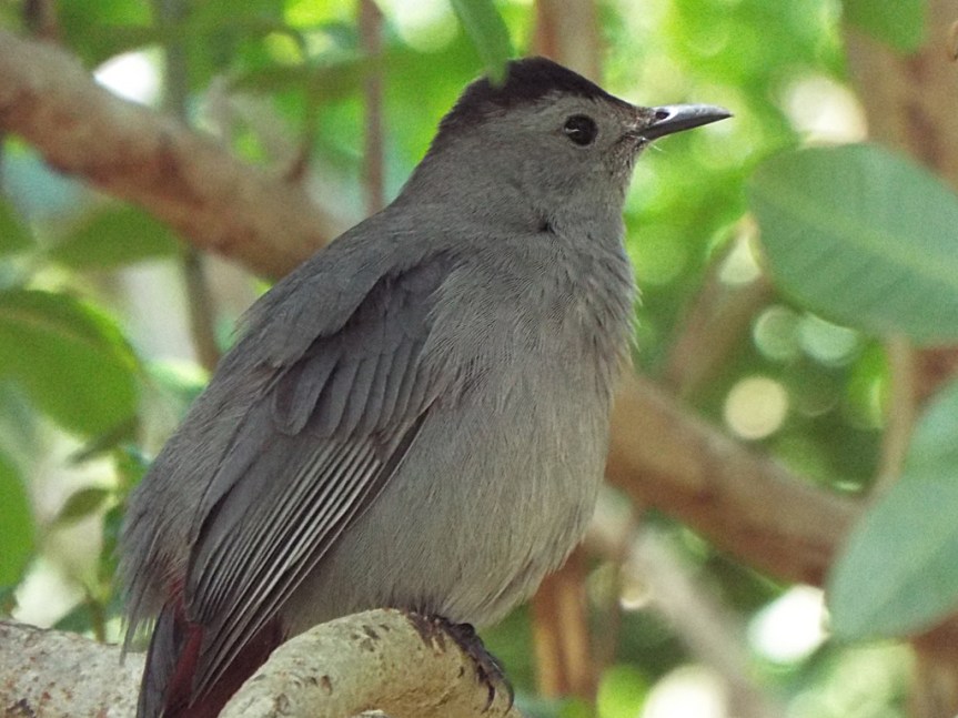 catbird
