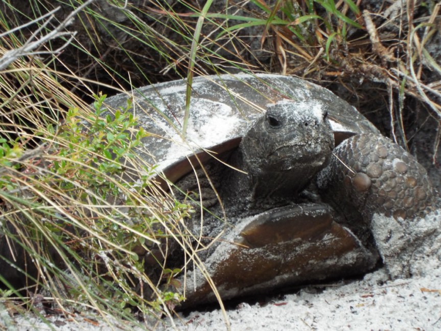 gopher-tortoise