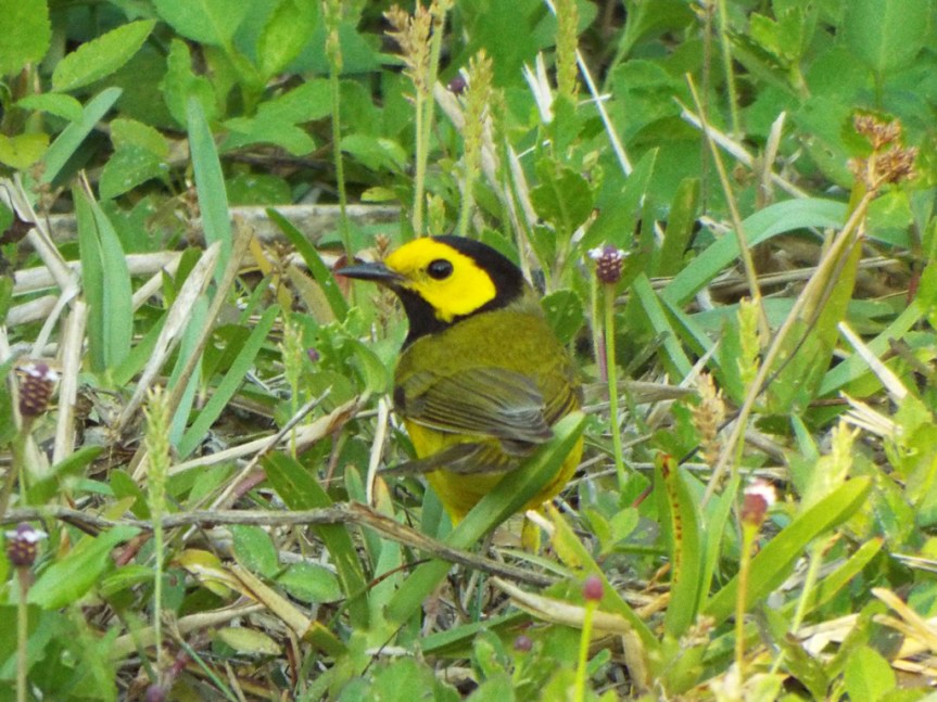 hooded-warbler