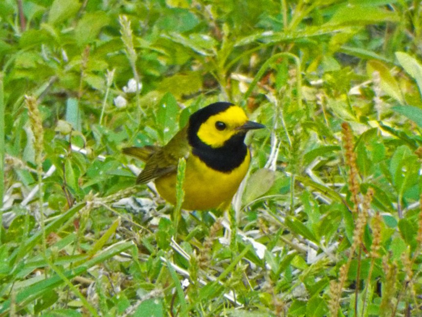 hooded-warbler2