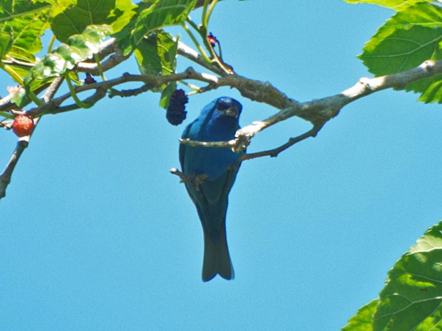 indigo-bunting