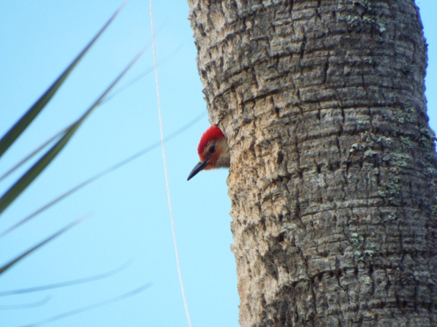 red-bellied-woodpecker-in-hole
