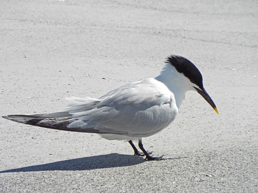 sandwich-tern