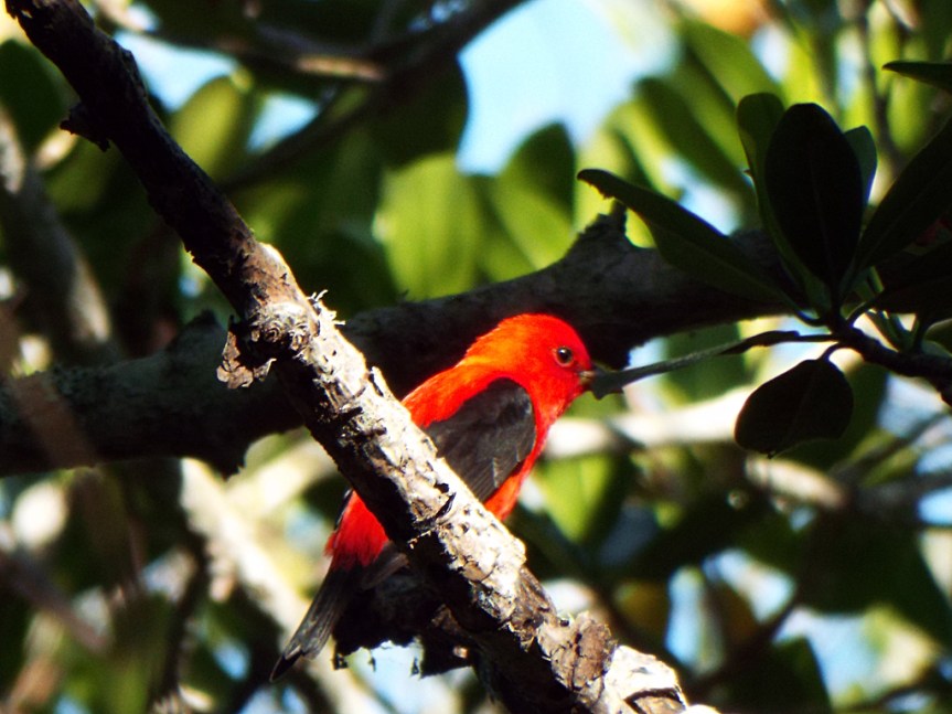 scarlet-tanager