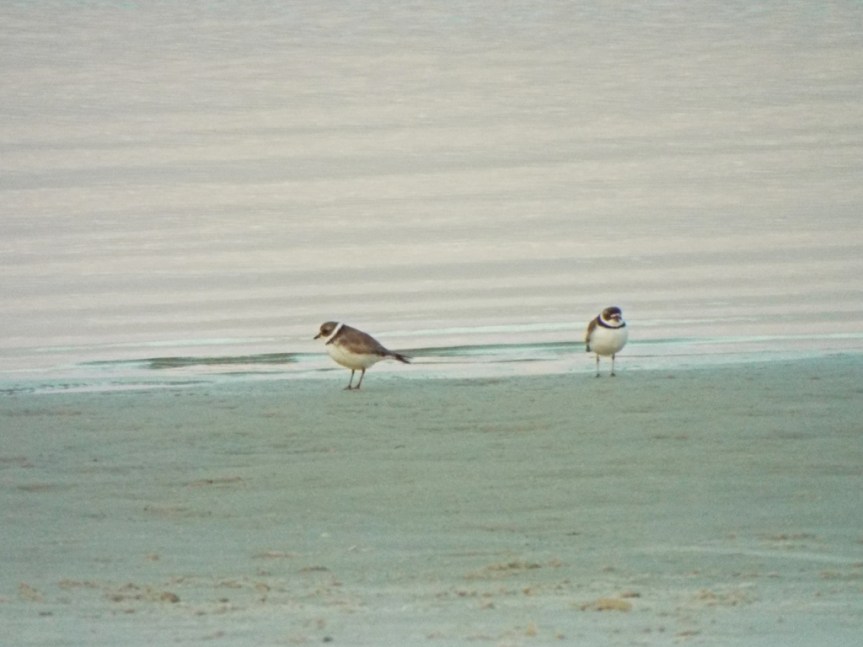 semipalmated-plovers