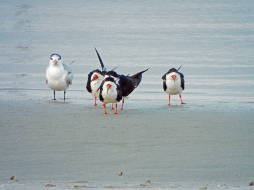 skimmers-and-tern