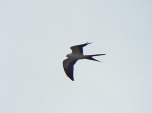swallow-tailed-kite01