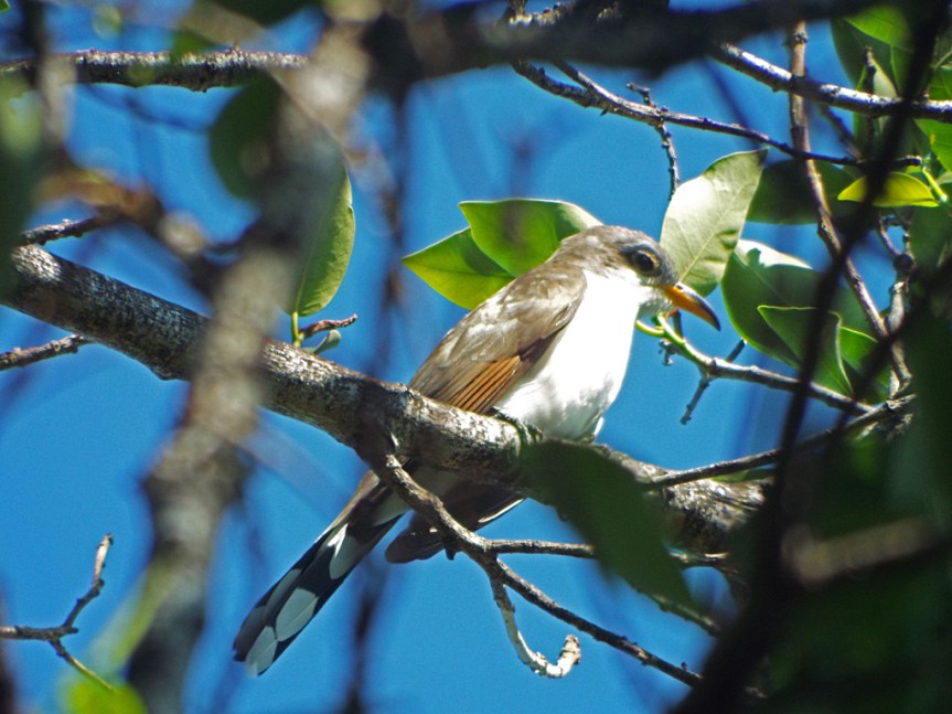 yellow-billed-cuckoo