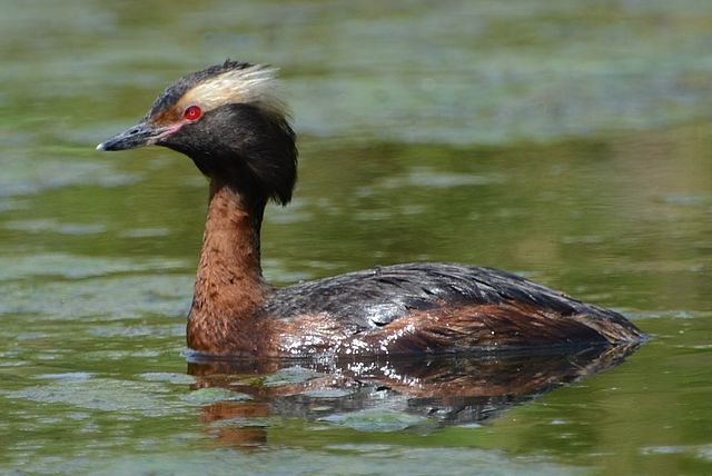 640px-horned_grebe_28229_-_28podiceps_auritus29