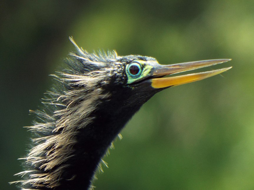anhinga-fledgling