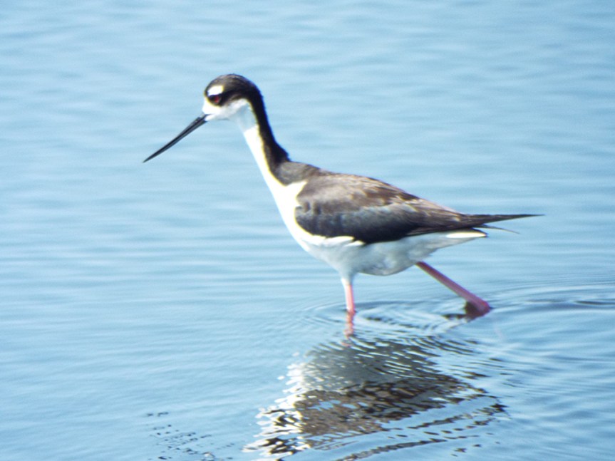 black-necked-stilt