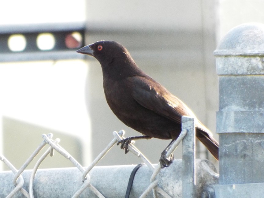 bronzed-cowbird