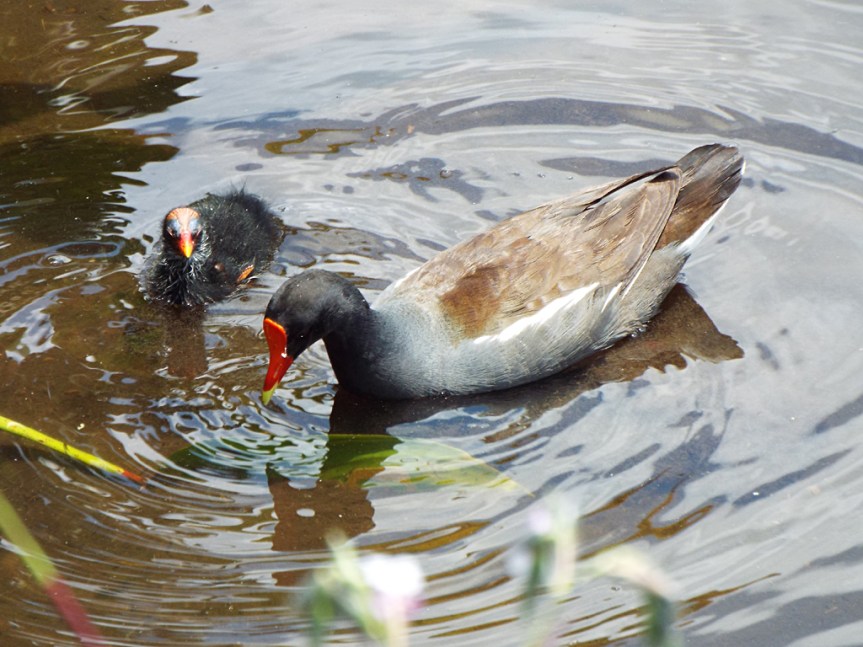 common-gallinule-mom-and-chick