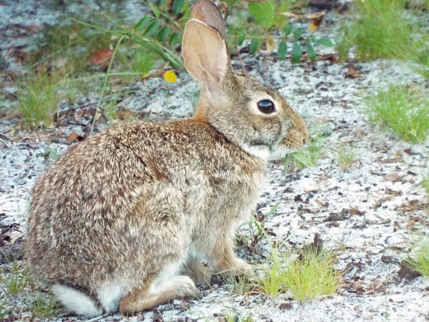 eastern-cottontail